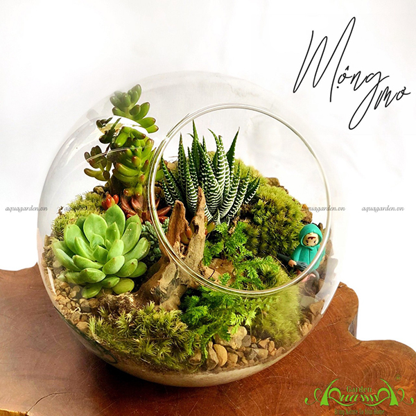 Terrarium 30 - Mộng Mơ