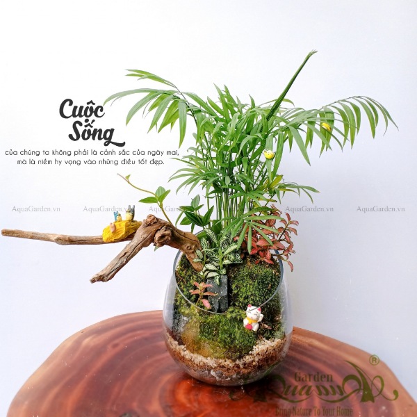 Terrarium AquaGarden  - Cuộc Sống.