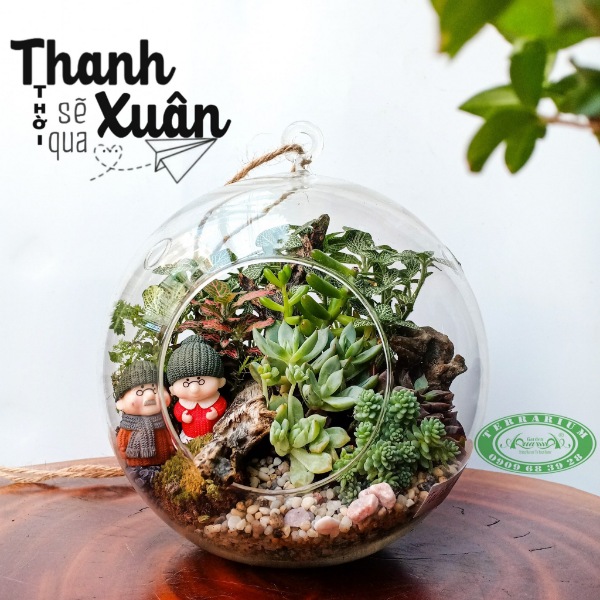  Terrarium AquaGarden - Thời Thanh Xuân Sẽ Qua.