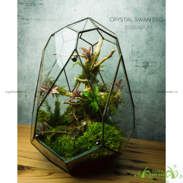  Terrarium AquaGarden - Crystar Swan Egg