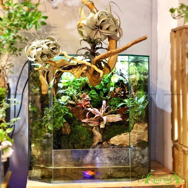Terrarium AquaGarden - Thiên Đường Nhiệt Đới.