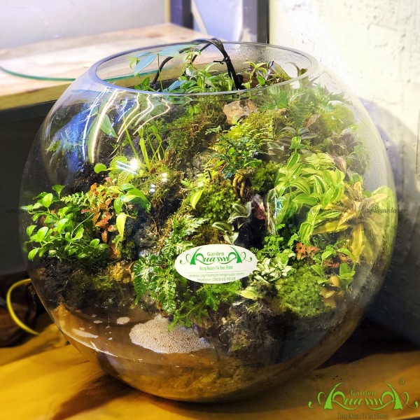 Terrarium AquaGarden - Nơi Rừng Nhiệt Đới.