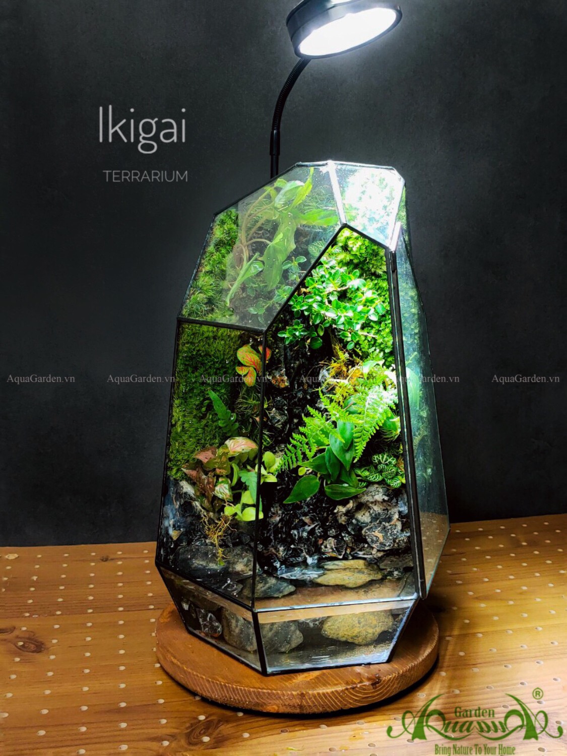 Terrarium AquaGarden Tường Rêu - Ikigai