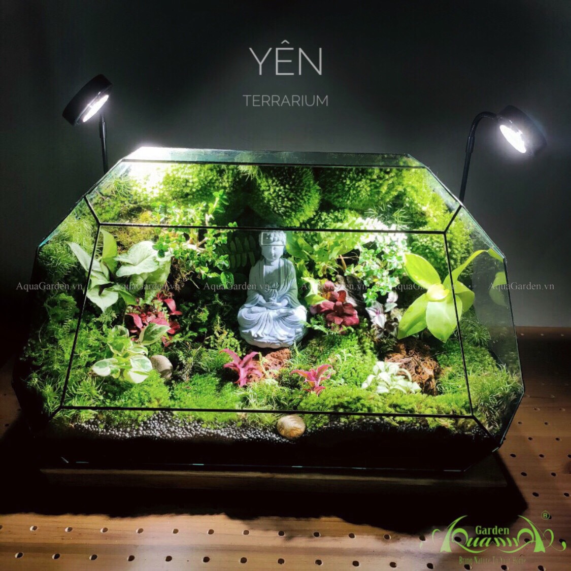 Terrarium Tường rêu - Yên