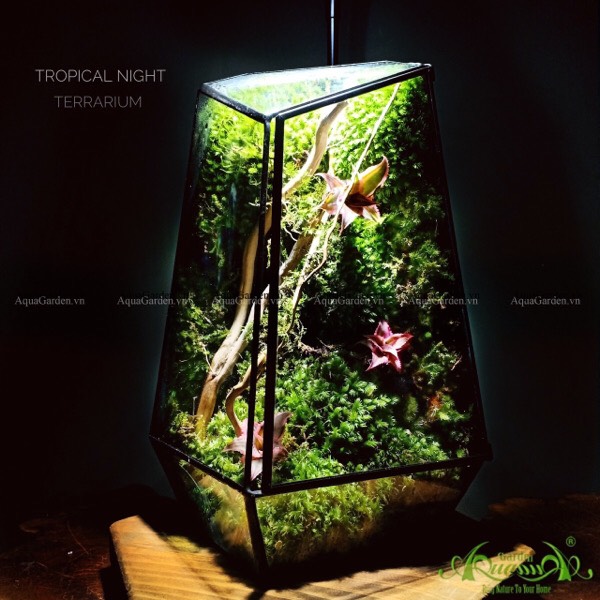 Terrarium Tường Rêu Đa Giác - Tropical Night
