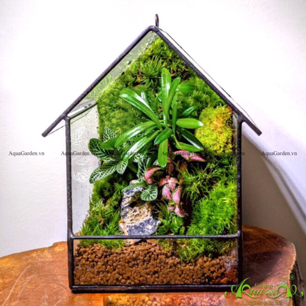 terrarium aquagarden tường rêu