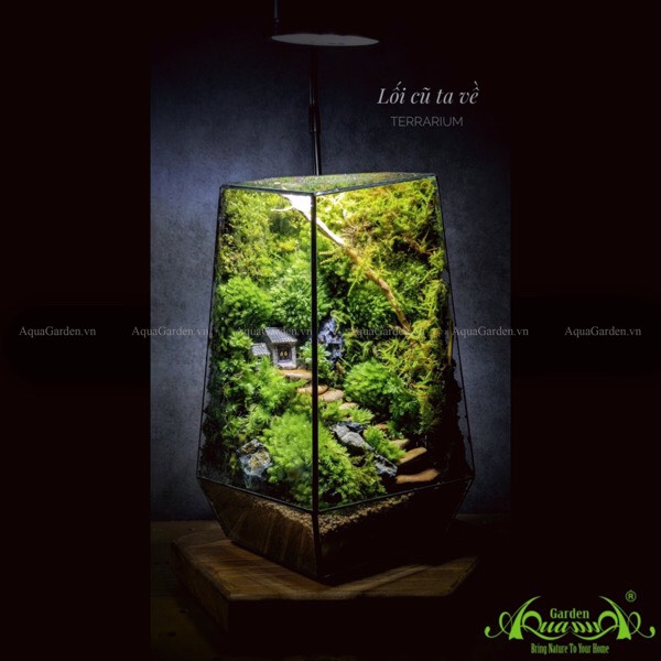 terrarium tường rêu