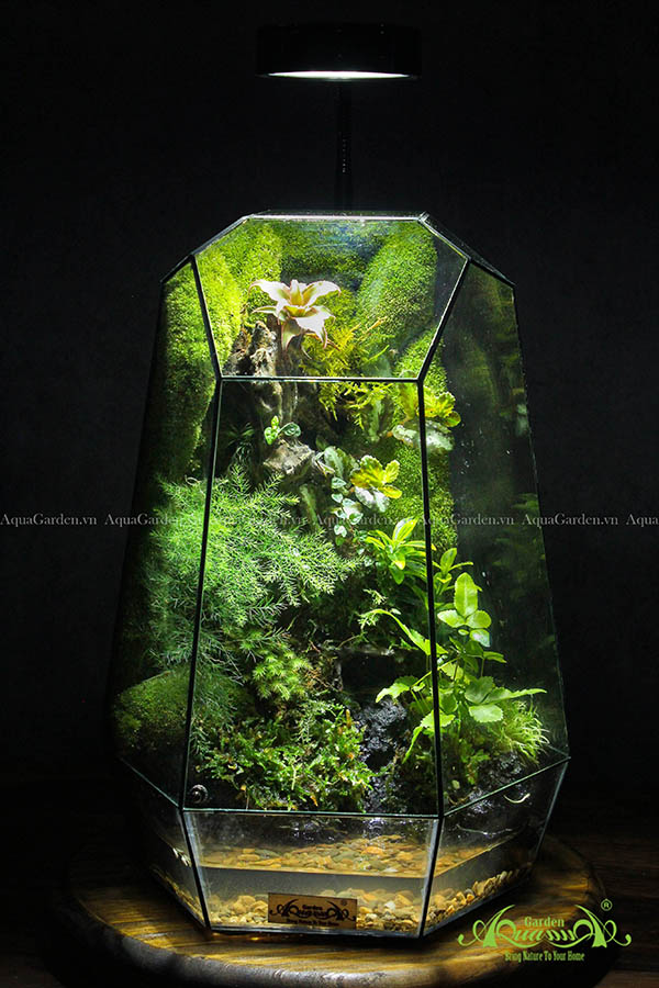 Terrarium Signature Tường rêu