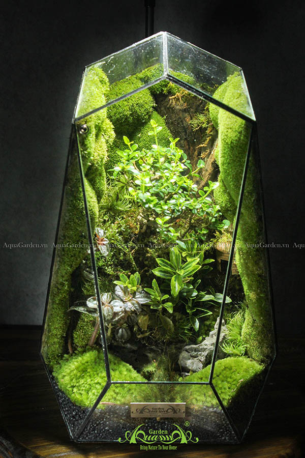 Terrarium Signture tường rêu - Đi Theo ánh mặt trời