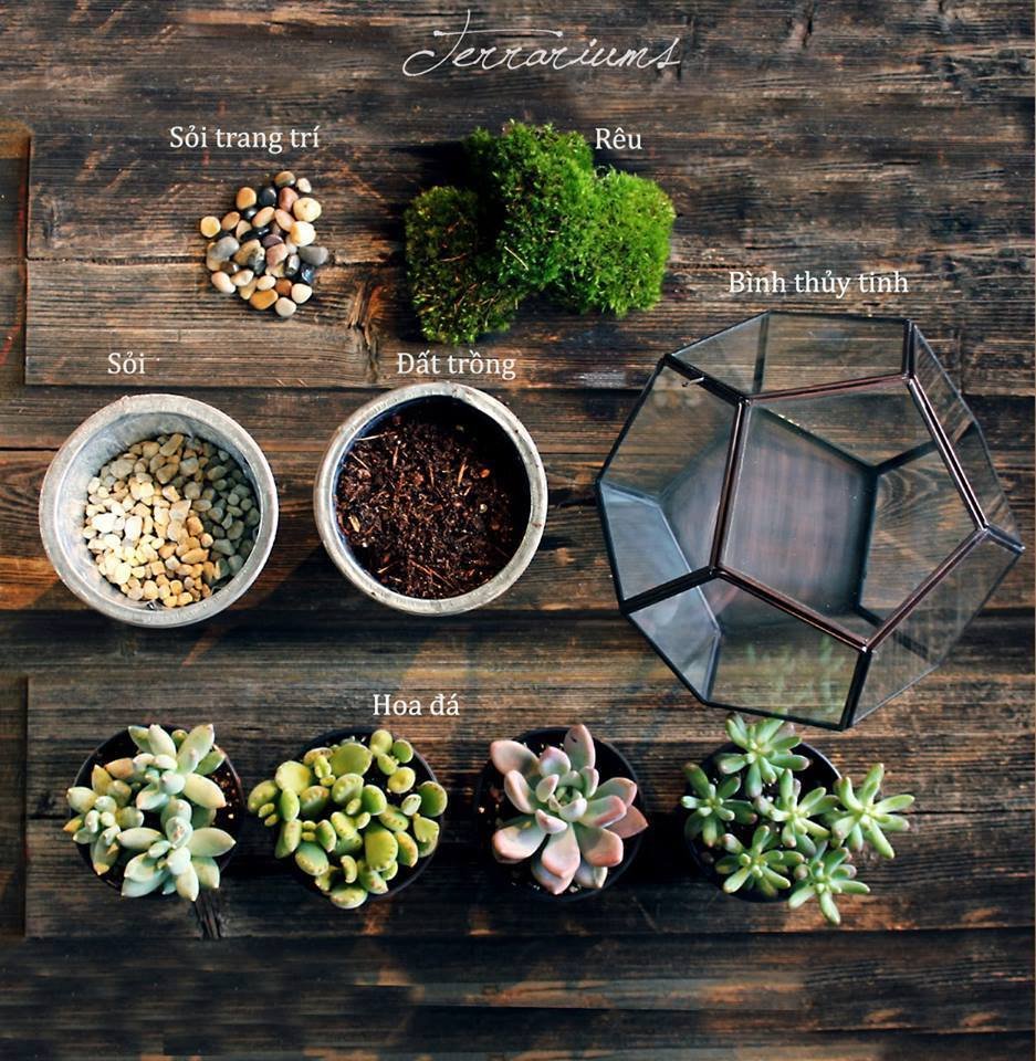 NVL Trồng Terrarium