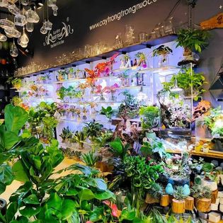 Cây Trồng Trong Nước