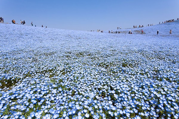 Ngỡ ngàng trước cánh đồng hoa đẹp như trong cổ tích ở Nhật Bản 