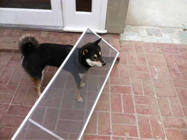 13 em shiba minh chứng cho chân lý đời tuy dở nhưng vẫn phải niềm nở