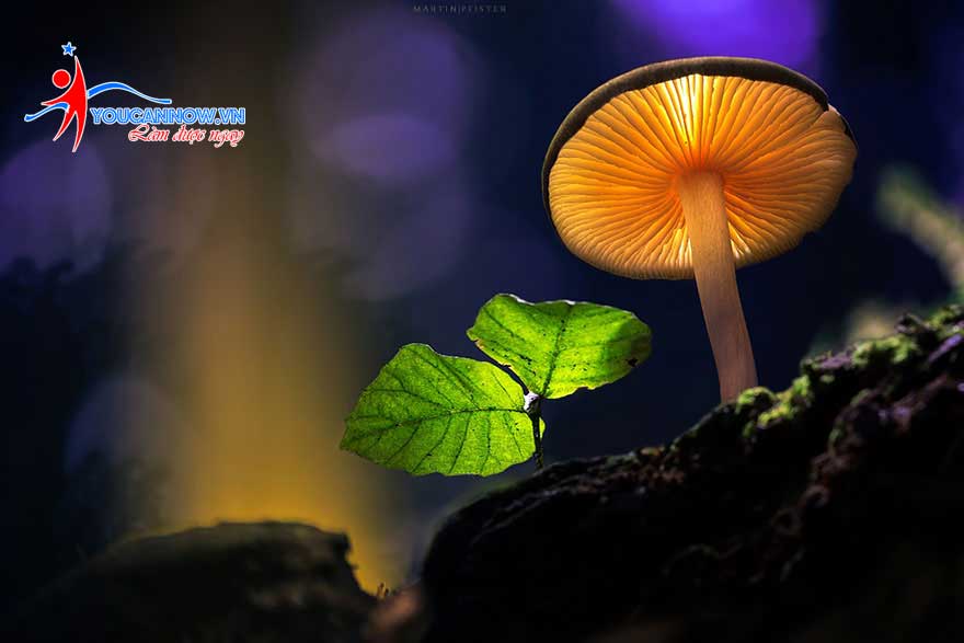 Ngắm bộ ảnh siêu đẹp về những cây nấm của Martin Pfister