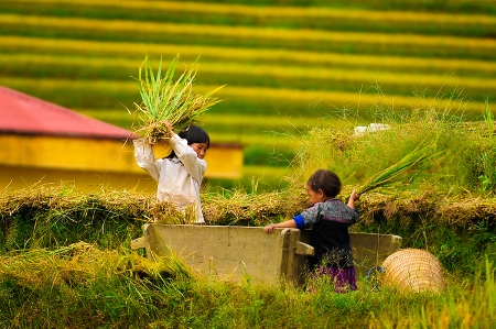 Tiếng cười trẻ thơ giữa mùa vàng Mù Căng Chải