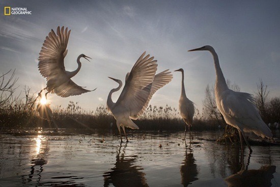 Những tuyệt tác nhiếp ảnh thiên nhiên 2016 trên National Geographic