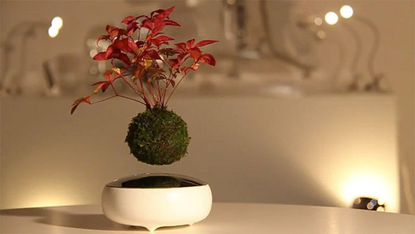 Cây bonsai bay giữa không trung ảo diệu như có phép thuật