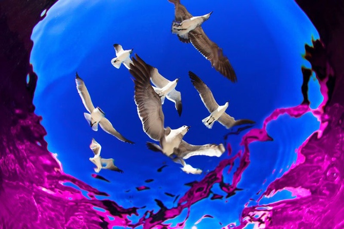 Chiêm ngưỡng các tác phẩm đoạt giải cuộc thi Underwater Photographer năm 2016