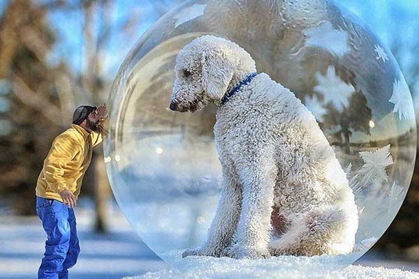 Bộ ảnh khiến bạn muốn mua ngay một em chó