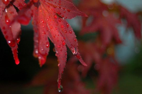 Thả hồn trong cảnh sắc ngày mưa