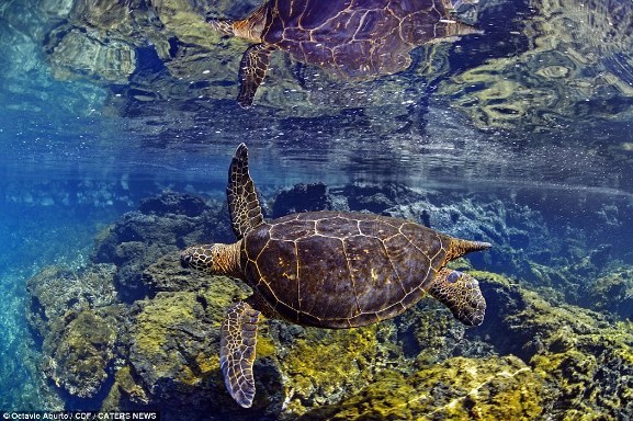 Bộ ảnh tuyệt đẹp về cuộc sống dưới nước vùng đảo Galapagos