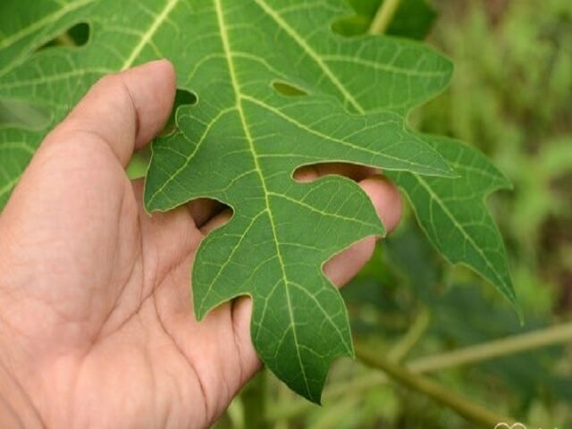 LỜI TÂM SỰ CỦA NGƯỜI DÙNG VÀ TRỊ BỆNH UNG THƯ BẰNG LÁ ĐU ĐỦ