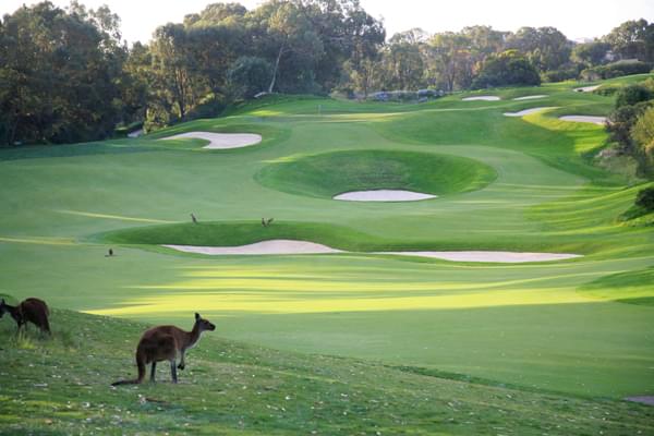 AMCR hay ACR (AUSTRALIAN COURSE RATING)