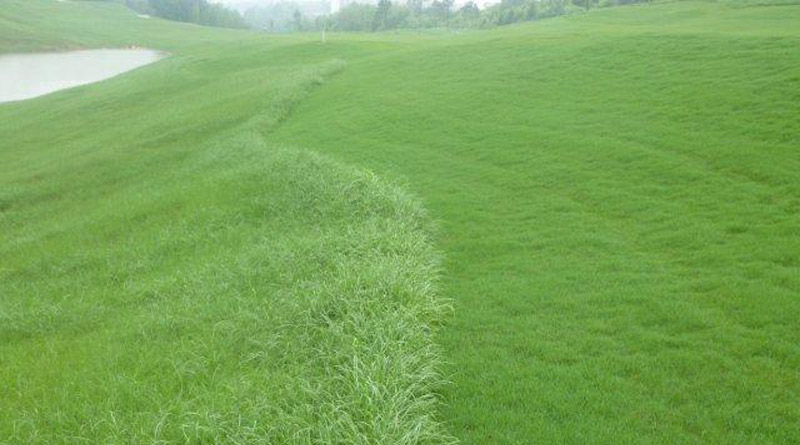 BAHIA GRASS BAHIA GRASS