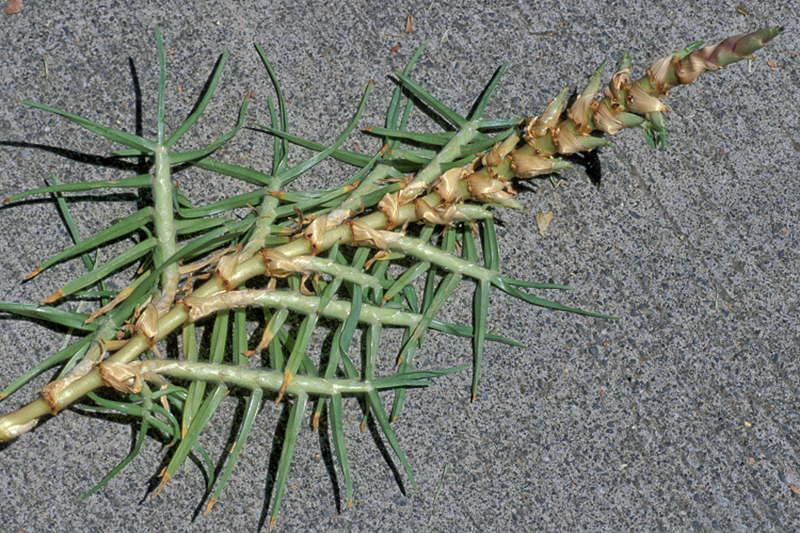 PENNANT - PENNISETUM CLANDESTINUM - PEORIA SYSTEM