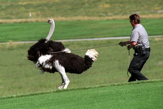 OPEN - ORDER OF MERIT - ORGANIZER CART BAG - OSTRICH