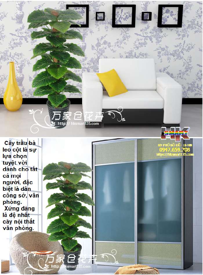 CÂY TRẦU BÀ CỘT 63 LÁ (CÂY GIẢ)