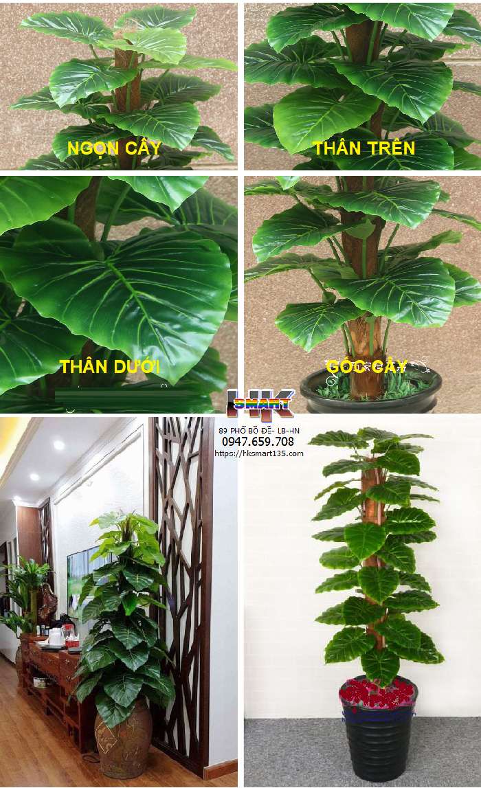 CÂY TRẦU BÀ CỘT 63 LÁ (CÂY GIẢ)