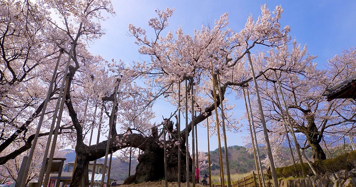Jindai Zakura – cây anh đào vĩ đại nhất Nhật Bản