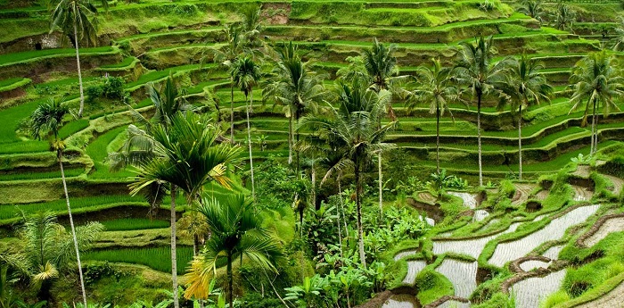 Làng Ubud
