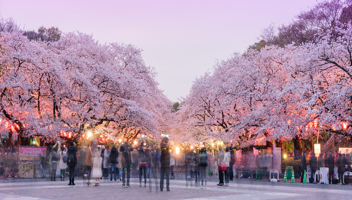 Ngắm hoa Anh Đào ở công viên Ueno