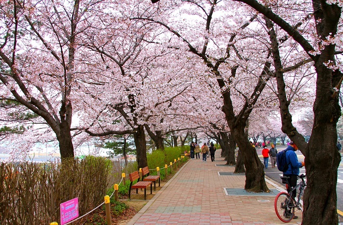 công viên anh đào Yeouido
