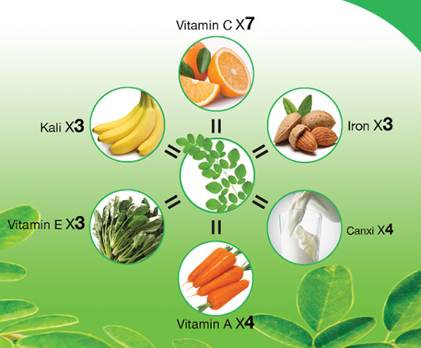 Công dụng của cây chùm ngây