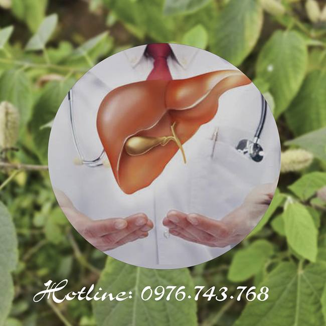 cây an xoa điều trị bệnh gan
