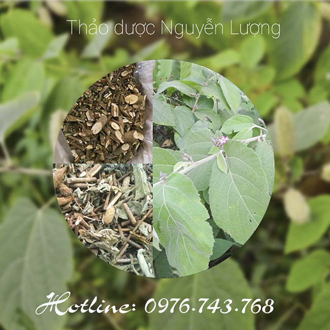thảo dược nguyễn lượng