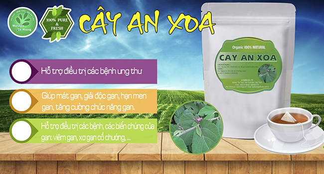 cây an xoa hỗ trợ điều trị bệnh gan