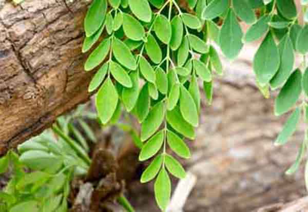 Đối tượng sử dụng cây chùm ngây