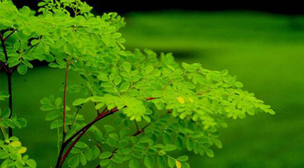 Các bài thuốc và cách chế biến từ cây chùm ngây