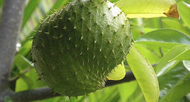 quả mãng cầu xiêm