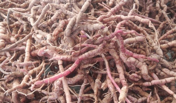 Viễn chí chứa rất chất tốt cho sức khỏe