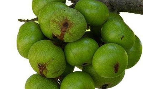 tác dụng của sung