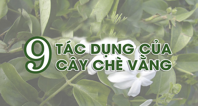 tác dụng của cây chè vằng
