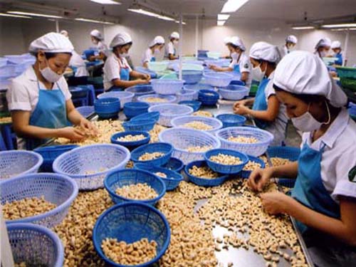 Hạt điều xuất khẩu có sự chênh lệch tại thị thị trường nội địa và thị trường xuất khẩu