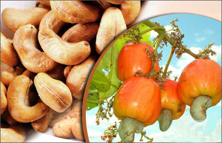 Hạt Điều Tươi Rang Củi