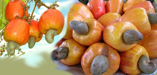 Nguồn Gốc Của Cây Điều, Hạt Điều