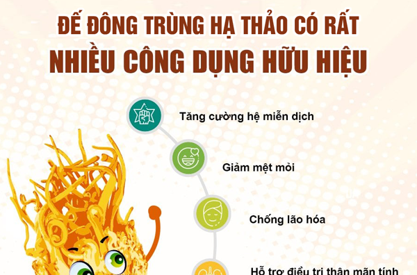 6 lợi ích của đông trùng hạ thảo dựa trên khoa học
